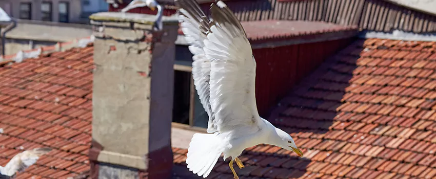 Residential Chimney Animal Removal Solution in Shakopee, MN