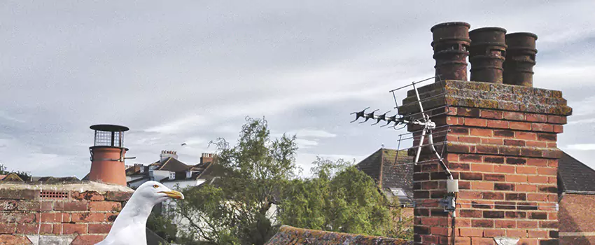 Chimney Cleaning And Restoration in Shakopee, Minnesota